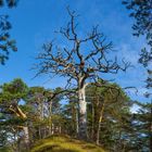 Der Baum im Mittelpunkt