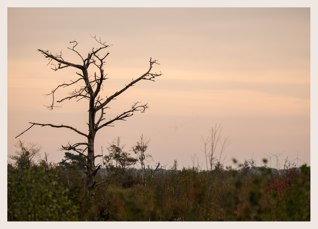 der Baum im Moor