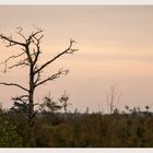 der Baum im Moor