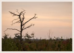 der Baum im Moor