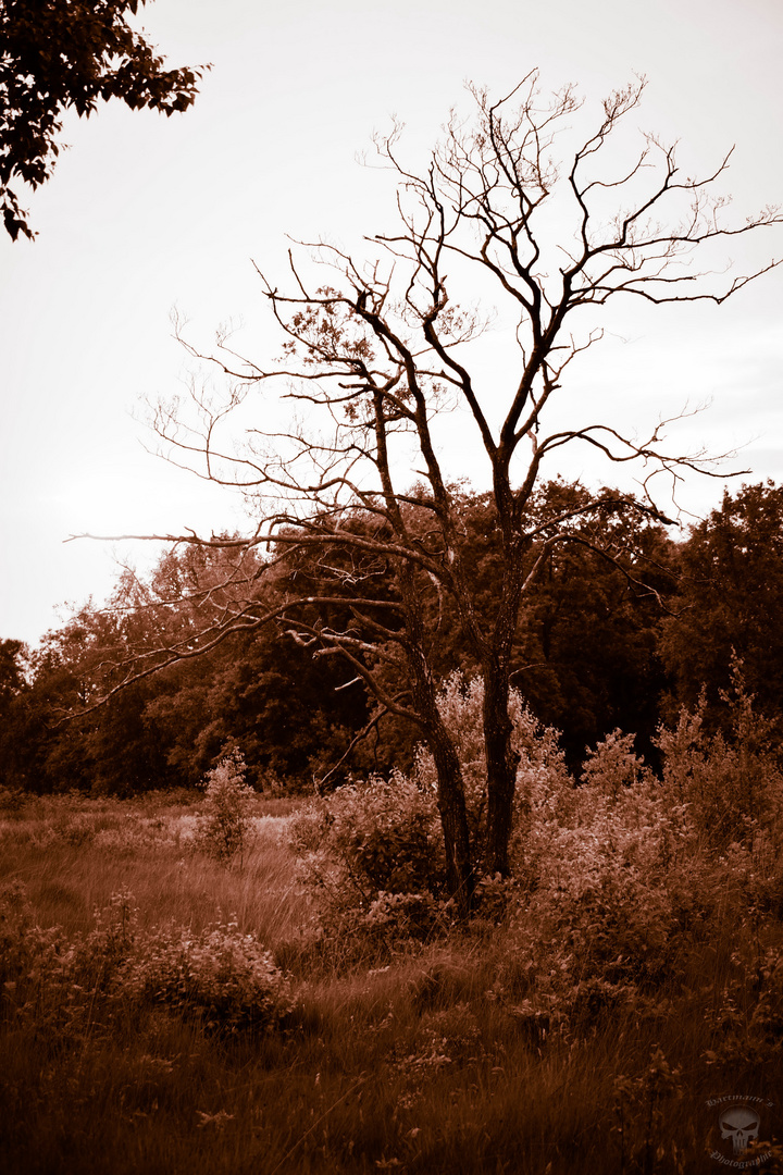 Der Baum im Moor