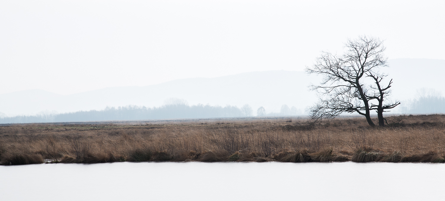 Der Baum im Moor