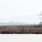 Der Baum im Moor