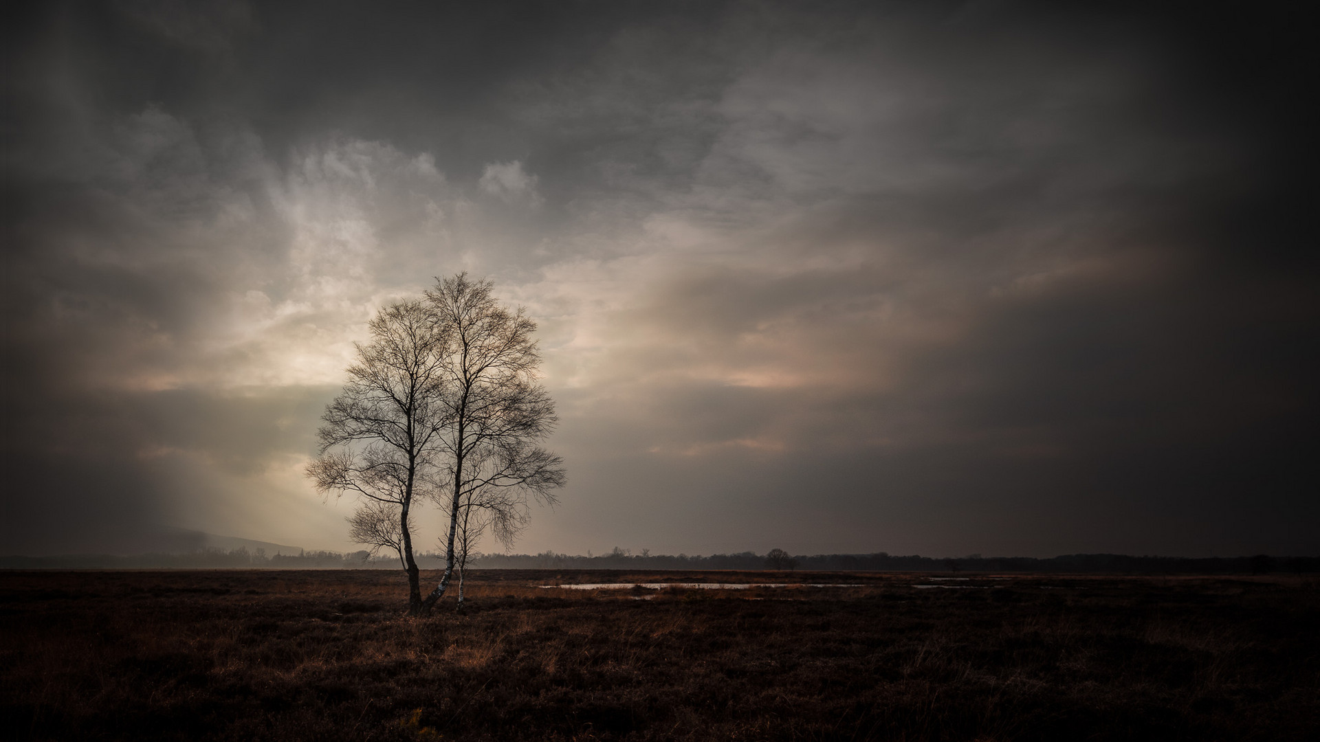 Der Baum im Moor.