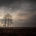 Der Baum im Moor.