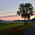 Der Baum im Morgenlicht