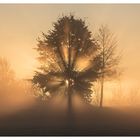 Der Baum im Morgenlicht