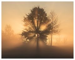 Der Baum im Morgenlicht