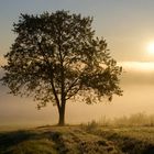 Der Baum im Morgennebel