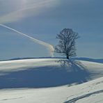 Der Baum im Morgenthal