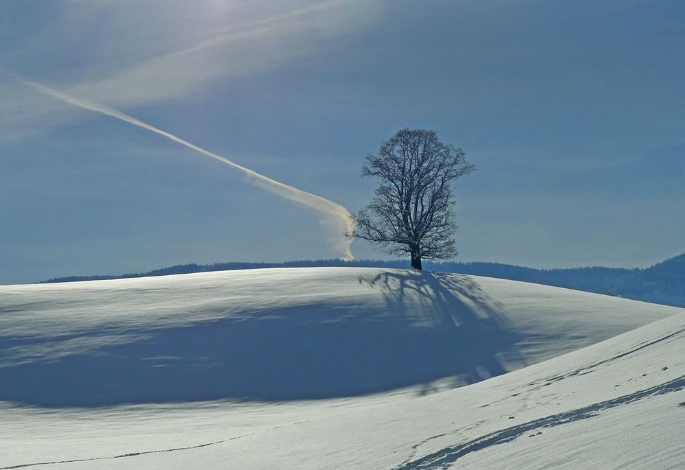 Der Baum im Morgenthal