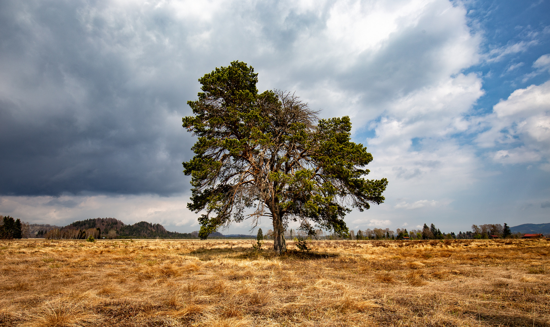 Der Baum im Murnauer Moos