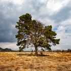 Der Baum im Murnauer Moos