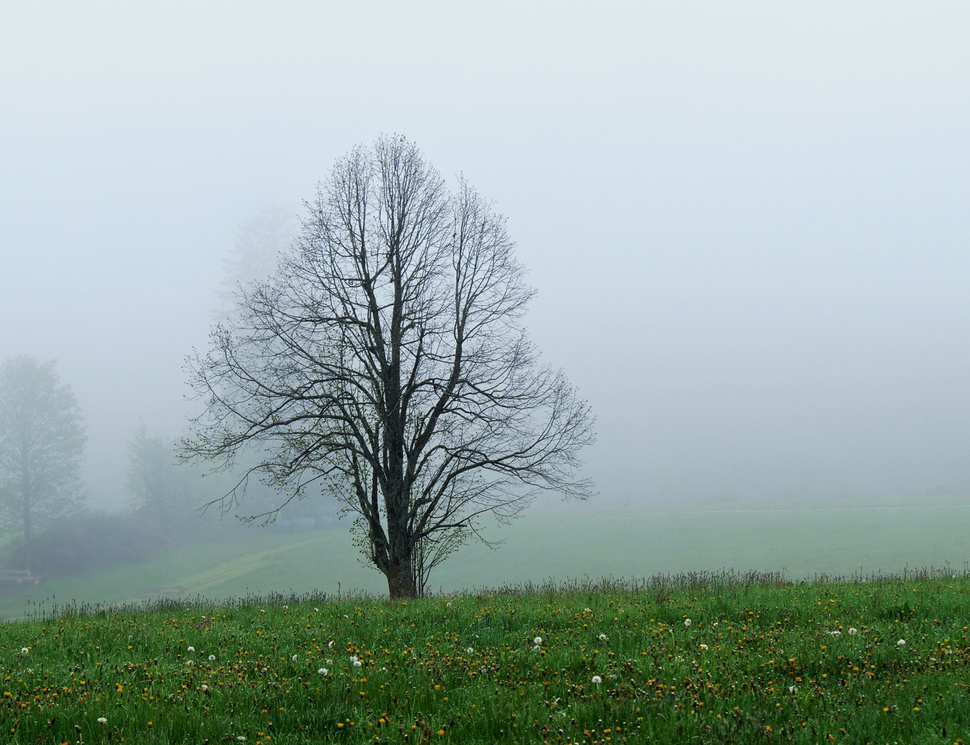 der Baum im Nebel...