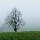 der Baum im Nebel...