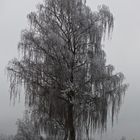 Der Baum im Nebel