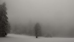 Der Baum im Nebel