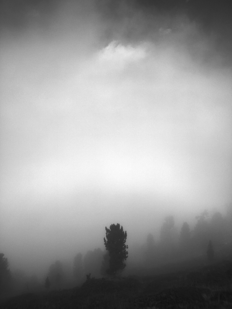 Der Baum im Nebel