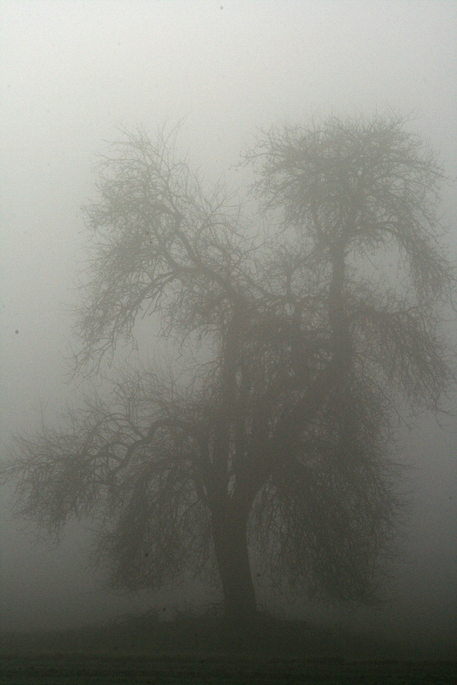 Der Baum im Nebel