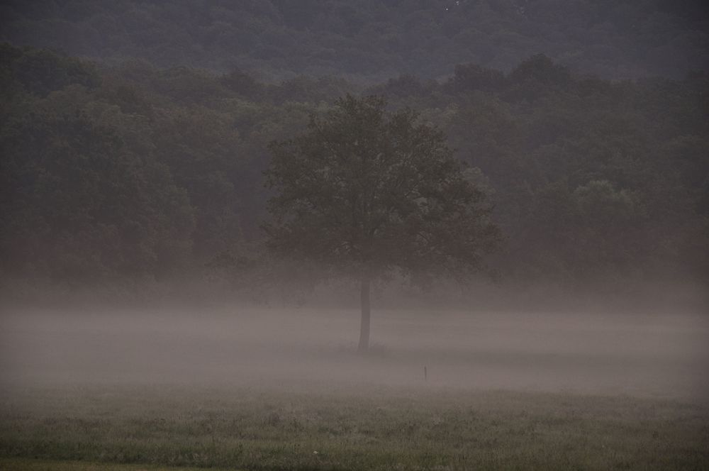 Der Baum im Nebel