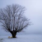 Der Baum im nebligen Winterkleid