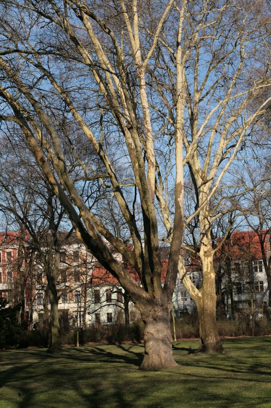 Der Baum im Park