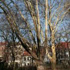 Der Baum im Park