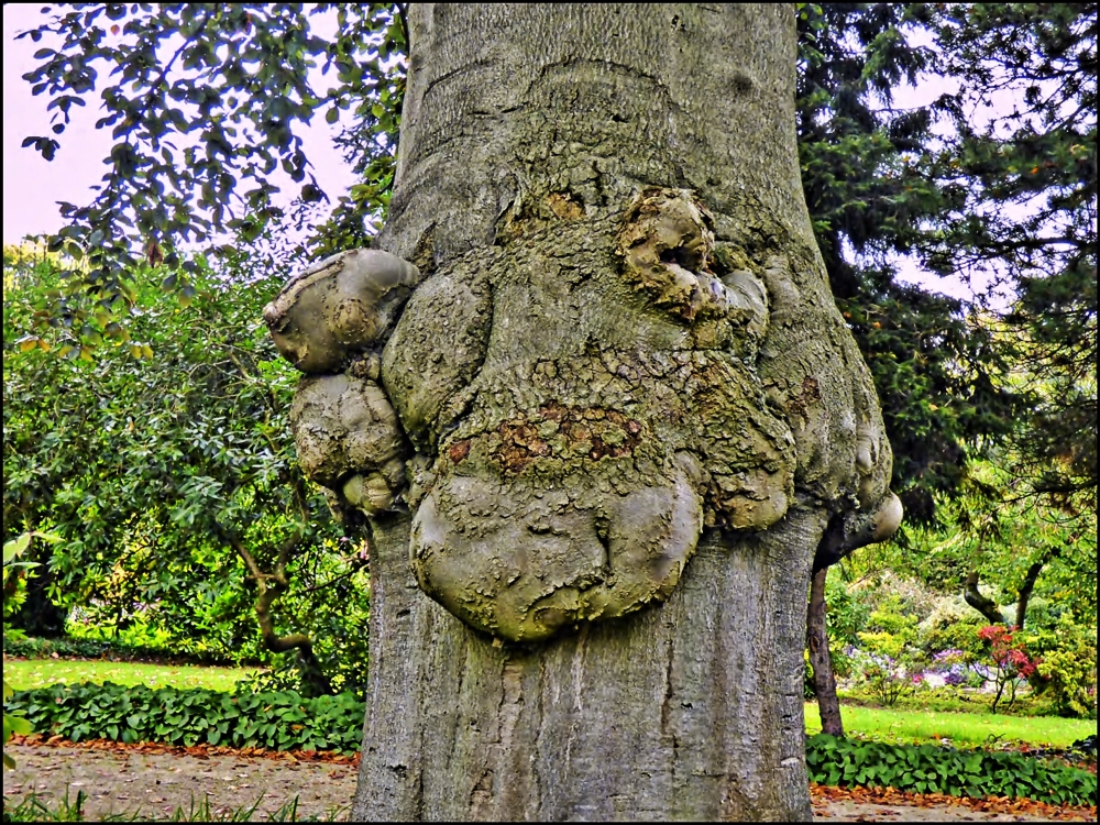 Der Baum im Park