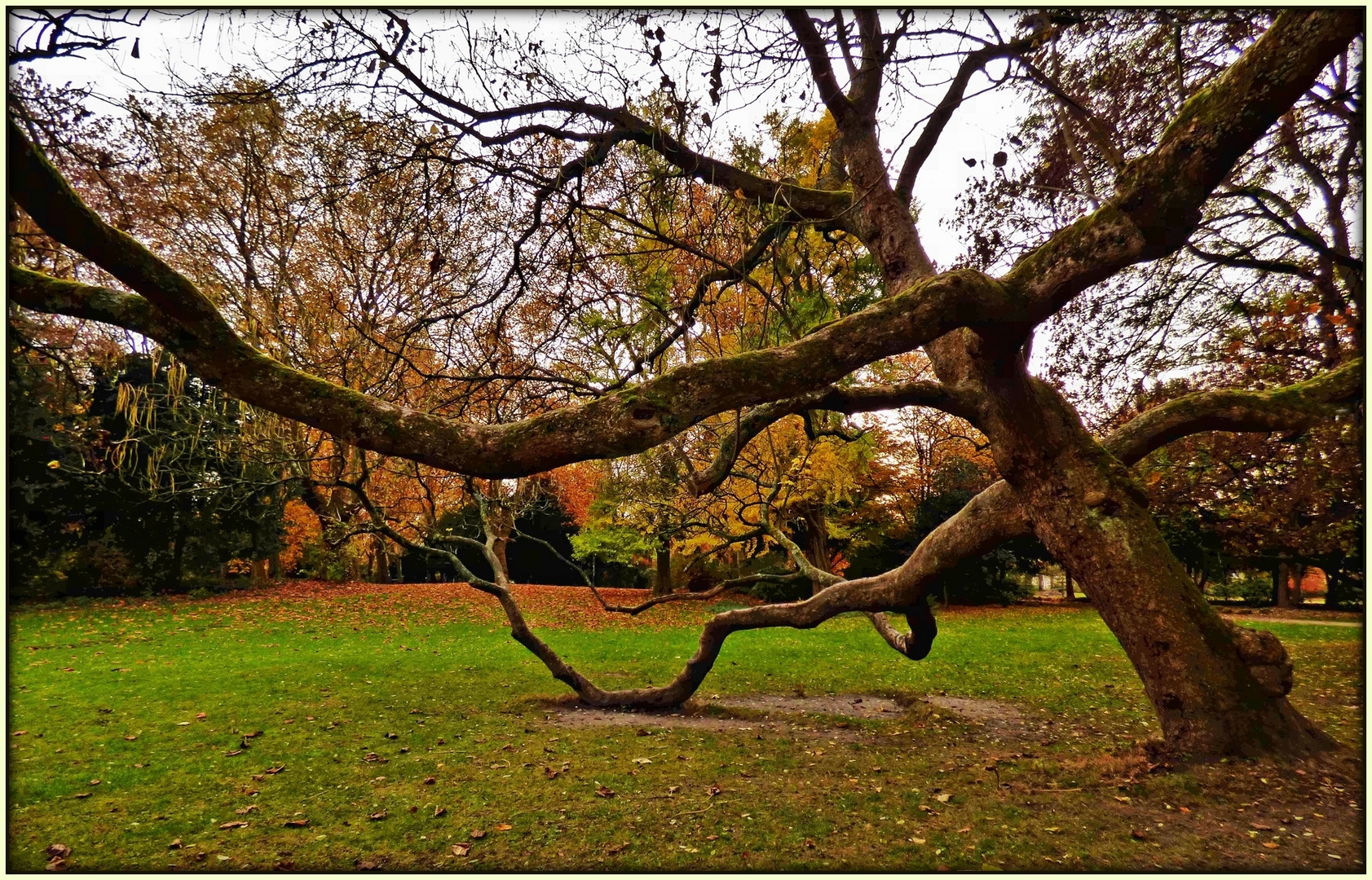 Der Baum im Park