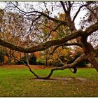 Der Baum im Park