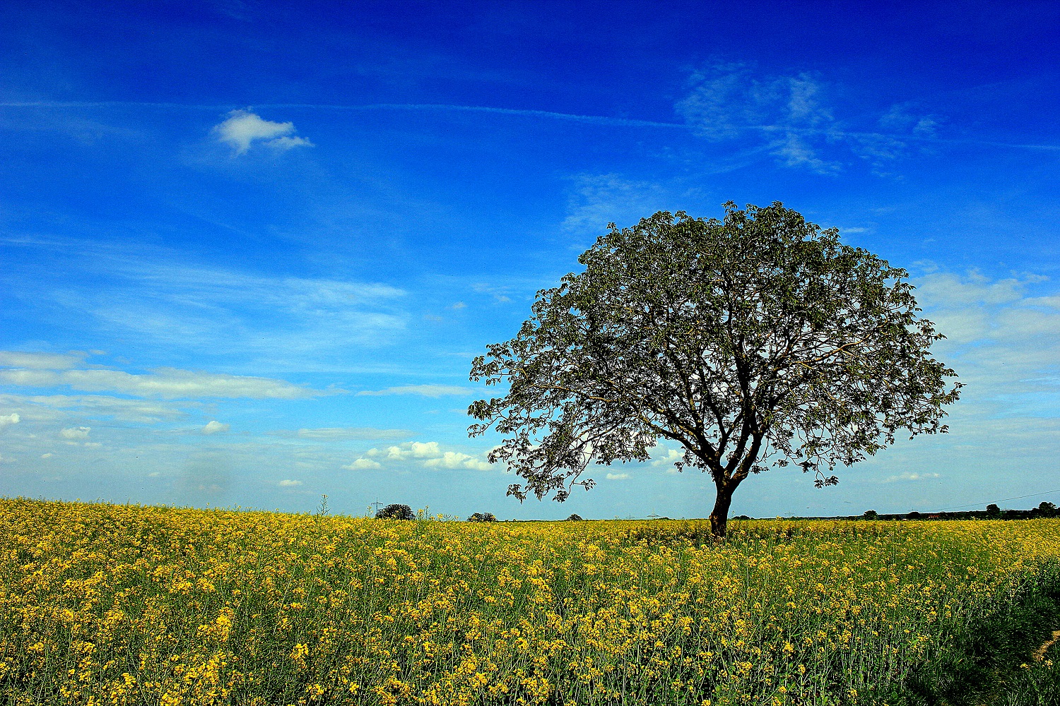 Der Baum im Raps