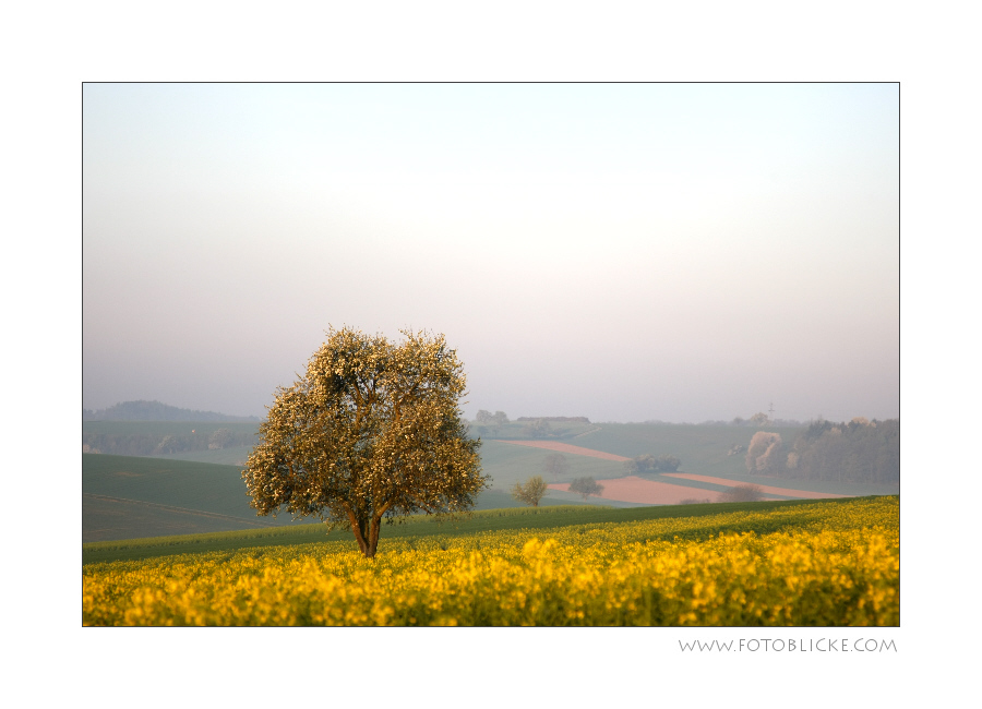 Der Baum im Raps