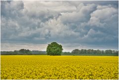 der Baum im Raps