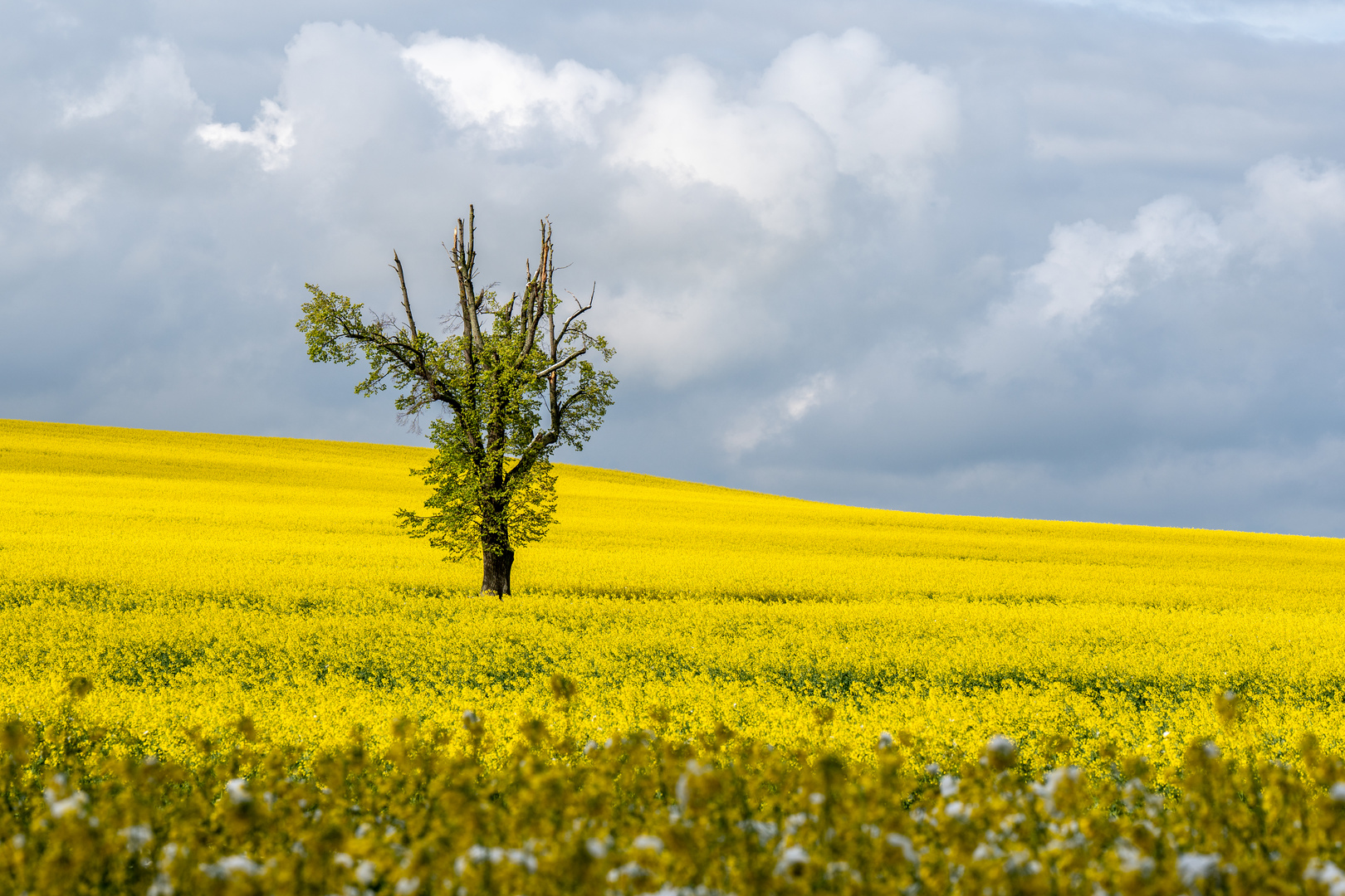 Der Baum im Raps hat auch schon etwas gelitten...