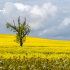 Der Baum im Raps hat auch schon etwas gelitten...