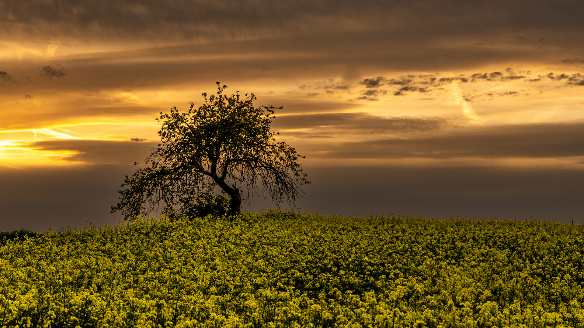 Der Baum im Rapsfeld