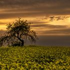 Der Baum im Rapsfeld