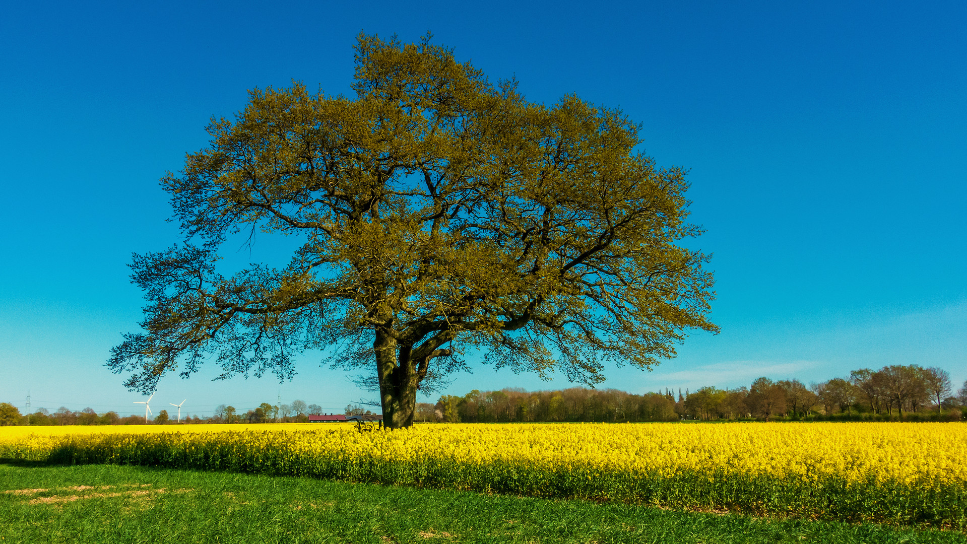 Der Baum im Rapsfeld