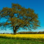 Der Baum im Rapsfeld