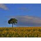 Der Baum im Rapsfeld