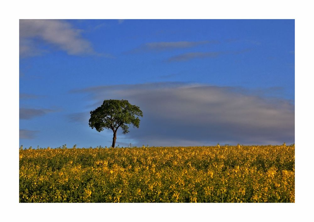 Der Baum im Rapsfeld