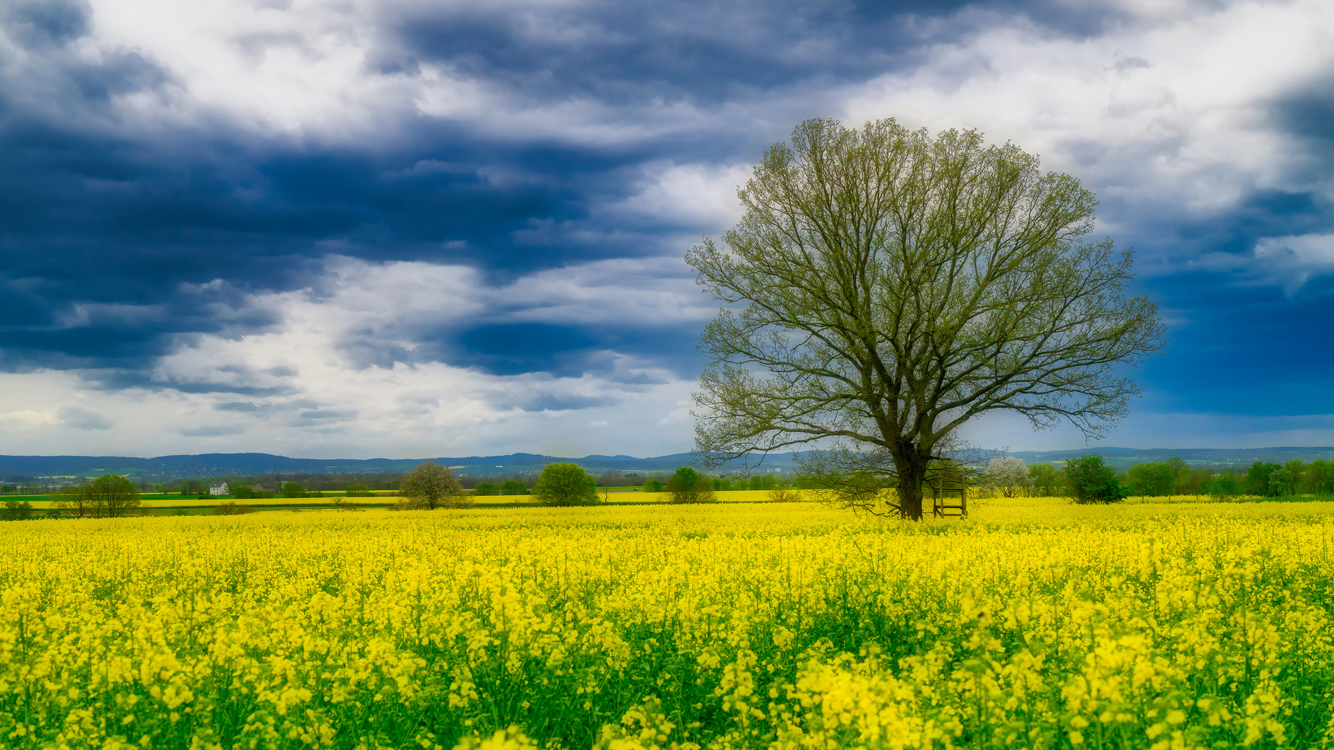 Der Baum im Rapsfeld