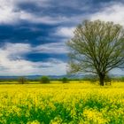 Der Baum im Rapsfeld