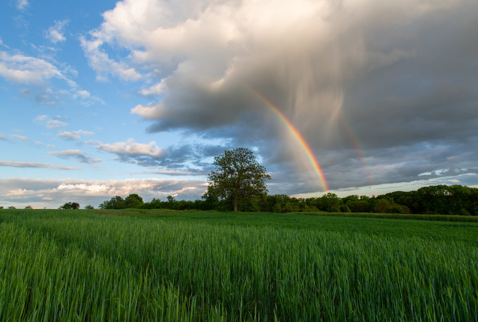 Der Baum im Regenbogen 