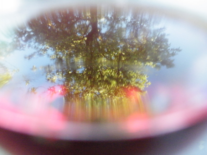 Der Baum im Rotweinglas