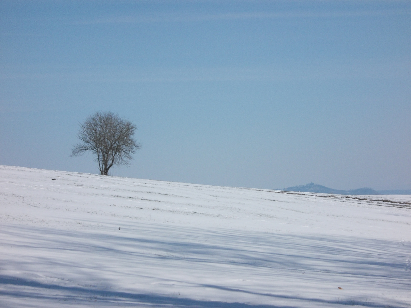 Der Baum im Schnee