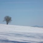 Der Baum im Schnee