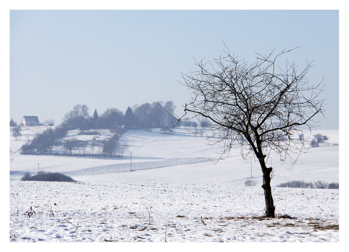 der Baum im Schnee