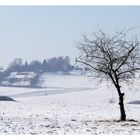 der Baum im Schnee