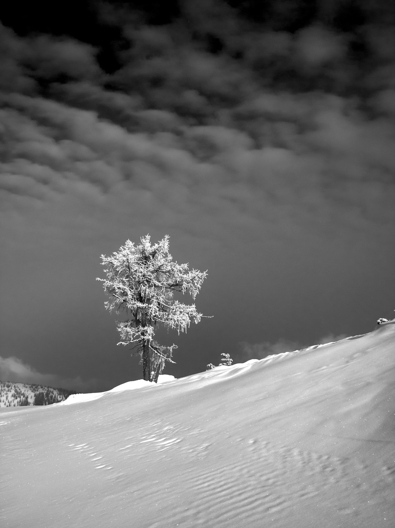 Der Baum im Schnee